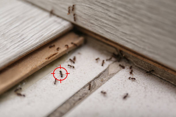 Flea Control Services in Pine, AZ