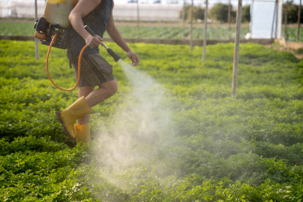 Best Mosquito Control Services  in Pine, AZ